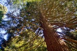 tree.jpg