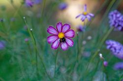 flower.jpg